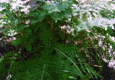 Fougère "Osmonde royale"