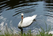 Cygne tuberculé