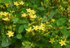 Millepertuis officinal (hypericum perforatum)