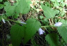 Campanule gantelée (dite "à feuille d