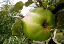 Pomme "Teint frais" XL