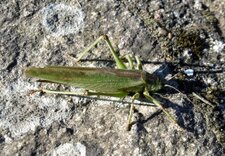 Grande sauterelle verte