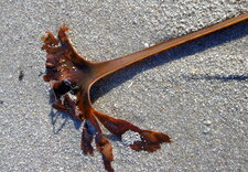 Laminaire bulbeuse (sous réserve)