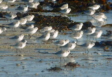 Bécasseaux sanderling