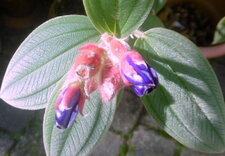Tibouchina