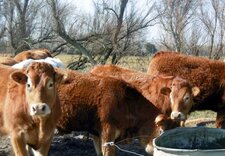 Jeunes taureaux limousins