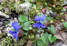 Violette odorante