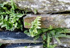 Fougères de muraille