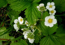 Fraisier des bois