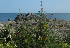 Mauve sauvage (malva sylvestris)