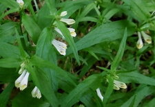 Mélampyre des prés