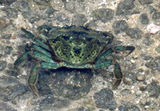 Crabe vert