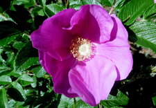 Rose des chiens (rosa canina)