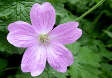 Géranium vivace
