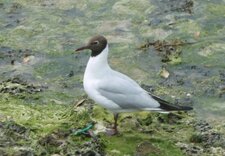 Mouette rieuse en tenue d