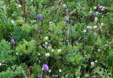 Flore de la dune
