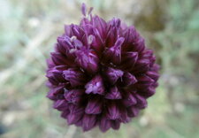 Fleur d