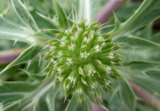 Panicaut champêtre