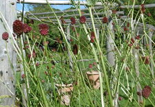 Grande pimprenelle (sanguisorba officinalis)