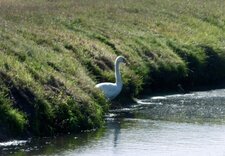 Cygne tuberculé