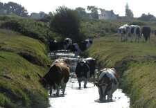 Vaches bretonnes