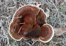 Champignon "hydne tomenteux"