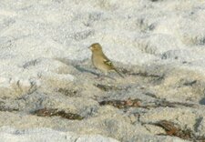 Pinson des arbres ... à la plage