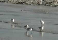 Bécasseaux sanderling