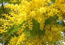 Mimosa d