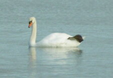 Cygne tuberculé