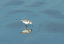 Bécasseau sanderling
