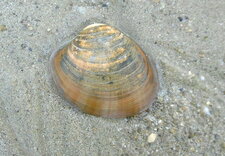 Clam échoué