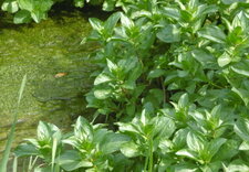 Menthe aquatique (sous réserve)