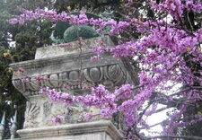 Arbre de Judée