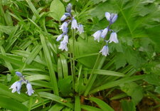 Jacinthes des bois