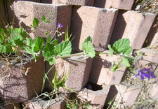 Erodium à feuille de mauve