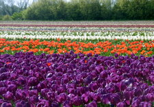 Tulipes industrielles