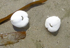 Oursins de sable 