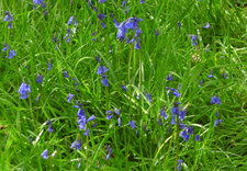 Jacinthe des bois