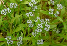 Mâche sauvage (valeriana locusta)