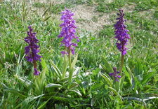 Orchis mâle