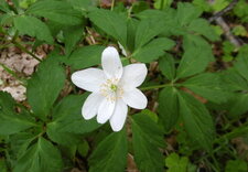Anémone des bois
