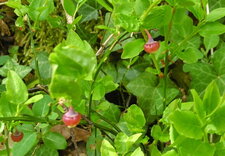 Myrtillier sauvage