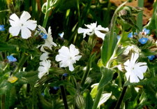 Compagnon blanc (silène)