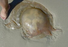 Méduse atlantique (rhizostoma pulmo)