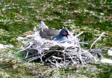 Gallinule au nid (poule d