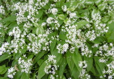 Ail des ours (Allium ursinum)