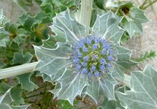 Panicaut maritime