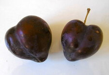 Prune "caline"