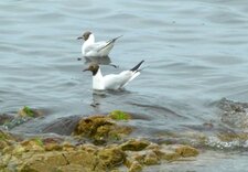 Mouettes mélanocéphales